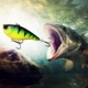 Crankbaits