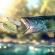 Spinnerbaits